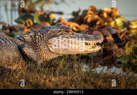 Alligatore americano a Pond's Edge Foto Stock