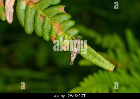 Philonicus albiceps famiglia Asilidae genere Philonicus Dune rapinatore mosca natura selvaggia carta da parati insetti, foto, fotografia Foto Stock