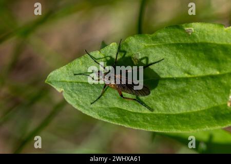 Empis tessellata famiglia Empididae genere Empis danza mosca la natura selvaggia insetti carta da parati, foto, fotografia Foto Stock