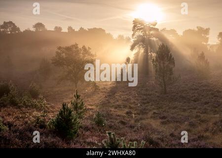 Splendida luce dell'alba su brughiere nebbiose Foto Stock