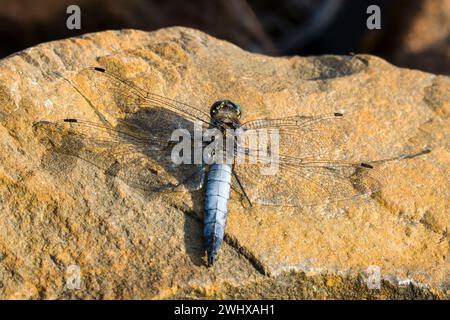 Nero-tailed skimmer Foto Stock