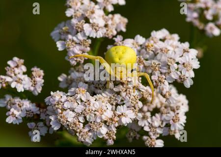 Oro ragno granchio Foto Stock