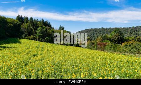 Campo di girasole in fiore sul bordo della pista ciclabile del Neckartal Foto Stock