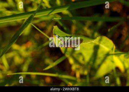 Empis tessellata famiglia Empididae genere Empis danza mosca la natura selvaggia insetti carta da parati, foto, fotografia Foto Stock