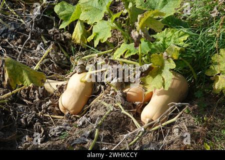 Cucurbita moschata Butternut squash, zucca Foto Stock