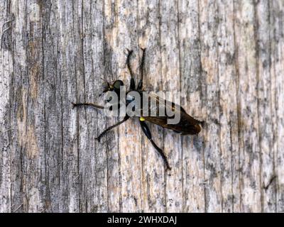 Laphria flava famiglia Asilidae genere Laphria Bumblebee robberfly Yellow Robberfly Plėšriamusė - Kamaniškoji plėšriamusė Diptera Laphria Flava famiglia AS Foto Stock