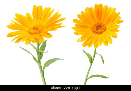 Fiori di Marigold isolati su sfondo bianco Foto Stock
