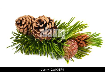 Ramo di pino mugo con coni isolati su sfondo bianco Foto Stock