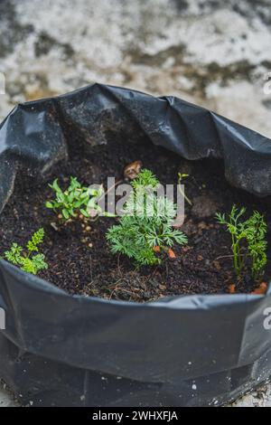 queste piante di carota crescono in una terrazza di casa come giardinaggio urbano. Foto Stock