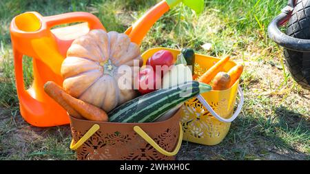 Raccolta di verdure nell'orto, zucca, zucchine, pomodori, carote in un cestino accanto a una lattina da annaffiare e un carrello da giardino. Foto Stock