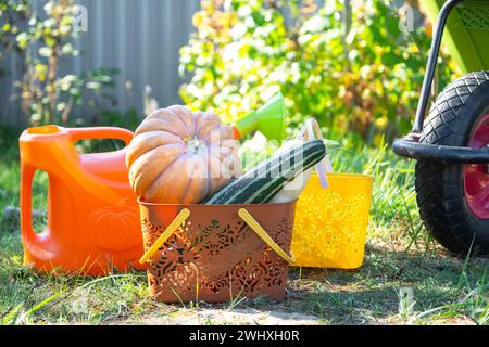 Raccolta di verdure nell'orto, zucca, zucchine, pomodori, carote in un cestino accanto a una lattina da annaffiare e un carrello da giardino. Foto Stock