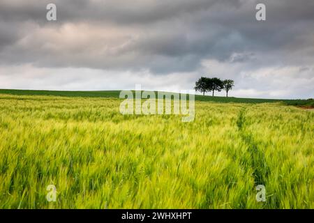 Quando campo e cielo nuvoloso Foto Stock