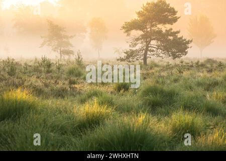 Splendida alba nebbiosa sul prato della foresta Foto Stock