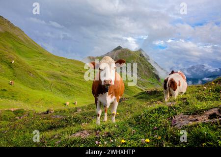 Mucca in piedi e che guarda sul prato alpino Foto Stock
