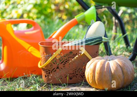 Raccolta di verdure nell'orto, zucca, zucchine, pomodori, carote in un cestino accanto a una lattina da annaffiare e un carrello da giardino. Foto Stock