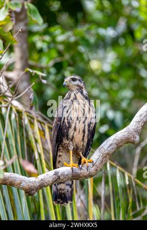 Falco nero comune, Buteogallus anthracinus, Manuel Antonio National Park, fauna selvatica della Costa Rica Foto Stock