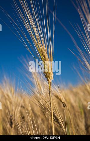 Primo piano di Triticum aestivum - impianto di frumento in estate. Foto Stock