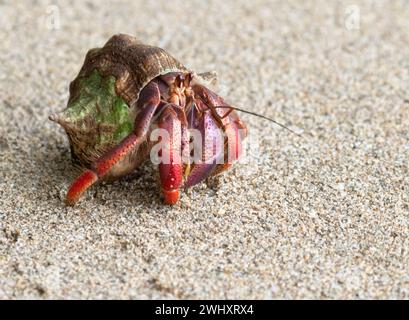 Granchio eremita (Coenobita clypeatus) che corre sulla spiaggia di sabbia, Cahuita, Costa Rica Foto Stock