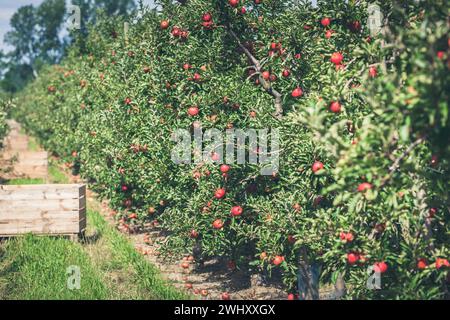 Giardino di mele pieno di frutti rossi strappati Foto Stock