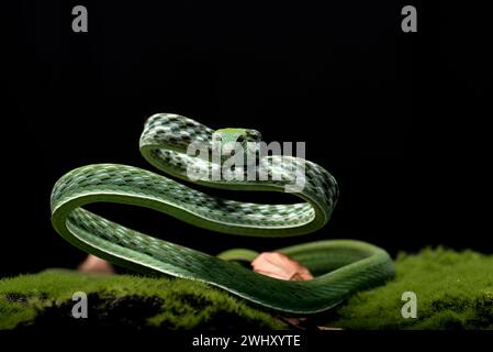 Foto ravvicinata di serpente di vite asiatico su sfondo nero Foto Stock