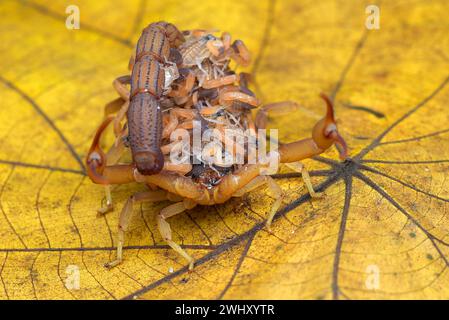 Lo Scorpion porta i bambini sulla schiena Foto Stock