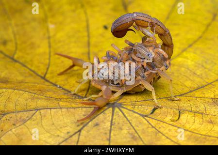 Lo Scorpion porta i bambini sulla schiena Foto Stock