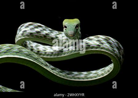 Foto ravvicinata di serpente di vite asiatico su sfondo nero Foto Stock