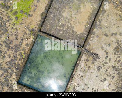 Allevamento di ostriche nella baia di Morlaix, Bretagna Foto Stock