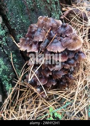 i funghi grebe crescono da un tronco marcio tra gli aghi di pino caduti secchi Foto Stock