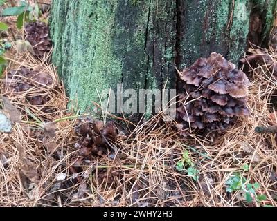 i funghi grebe crescono da un tronco marcio tra gli aghi di pino caduti secchi Foto Stock