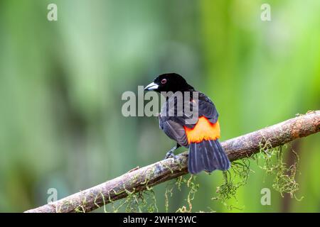 Petroliera scarlatta, Ramphocelus passerinii. La fortuna, Vulcano Arenal, Costa Rica Wildlife Foto Stock