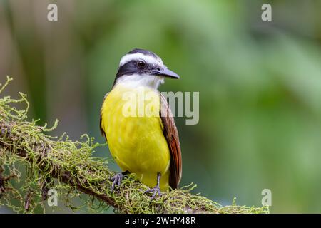 Grande kiskadee, Pitangus sulfuratus, la fortuna, Vulcano Arenal, Costa Rica Wildlife Foto Stock