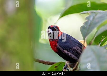 Petroliera scarlatta, Ramphocelus passerinii. La fortuna, Vulcano Arenal, Costa Rica Wildlife Foto Stock