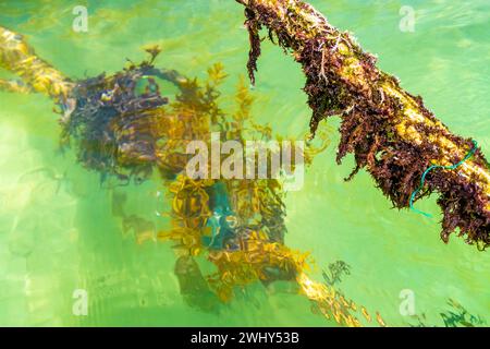 Corde in acqua con muschio e alghe marine a Playa del Carmen Quintana Roo, Messico. Foto Stock