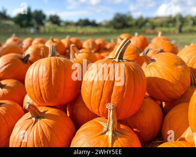 Zucche nel campo durante il periodo di raccolta in autunno. Preparazione di Halloween Foto Stock