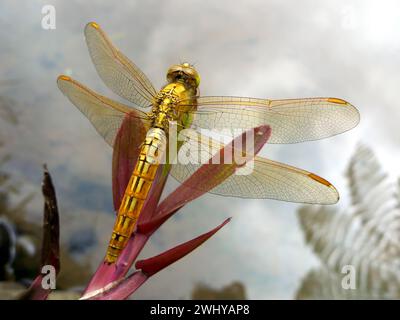 Primo piano di una libellula gialla appollaiata su un ramo Foto Stock