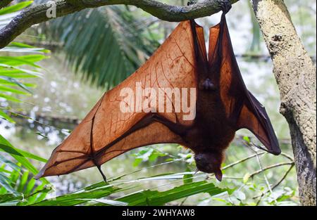 Volpe volanti malesi (Pteropus vampyrus), il pipistrello da frutta più grande del mondo. Foto Stock