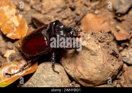 Strategus aloeus, scarabeo del rinoceronte, Parco Nazionale di Carara, Costa Rica Foto Stock