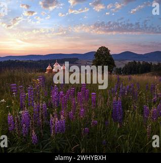 Crepuscolo giugno Carpazi montagna campagna prati. Con bellissimi fiori selvatici Foto Stock