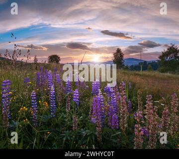 Pittoresco giugno Carpazi campagna pascoli di montagna. Con bellissimi fiori selvatici Foto Stock