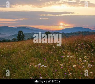 Estate crepuscolo Carpazi montagna campagna prati. Con bellissimi fiori selvatici Foto Stock
