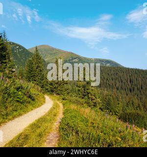 Fiori rosa di Sally e giallo di hypericum vicino al sentiero sul pendio estivo di montagna. Cresta di Chornohora, montagne dei Carpazi, Ukr Foto Stock