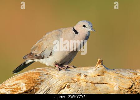 Una colomba di tartaruga (Streptopelia capicola) arroccata su un ramo, in Sudafrica Foto Stock