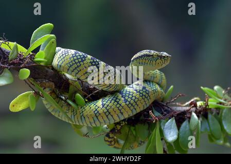 The Wagler's Pit Viper su sfondo nero Foto Stock