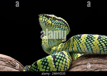 The Wagler's Pit Viper su sfondo nero Foto Stock