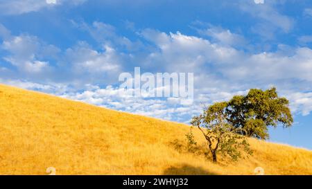California settentrionale, Backcountry, querce, fienili abbandonati, paesaggi rurali, fascino di campagna, bellezza rustica, vecchie strutture, boschi di querce Foto Stock