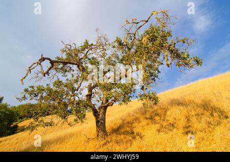 California settentrionale, Backcountry, querce, fienili abbandonati, paesaggi rurali, fascino di campagna, bellezza rustica, vecchie strutture, boschi di querce Foto Stock