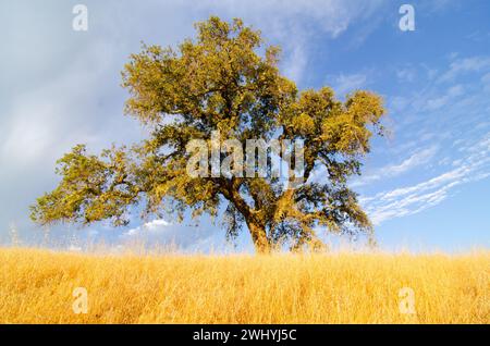 California settentrionale, Backcountry, querce, fienili abbandonati, paesaggi rurali, fascino di campagna, bellezza rustica, vecchie strutture, boschi di querce Foto Stock