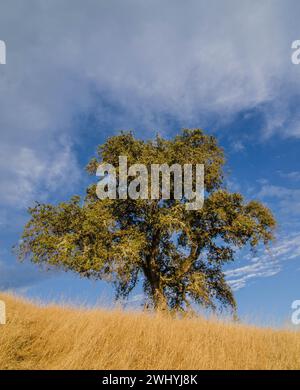 California settentrionale, Backcountry, querce, fienili abbandonati, paesaggi rurali, fascino di campagna, bellezza rustica, vecchie strutture, boschi di querce Foto Stock