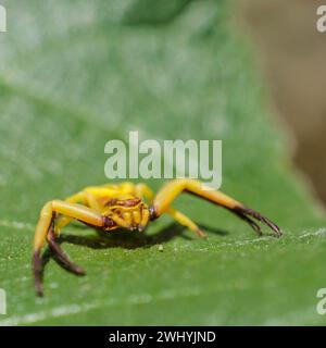 Macro Photography, ragno granchio, formosipes di Misumenoides, primo piano ragno, dettagli Arachnid Foto Stock